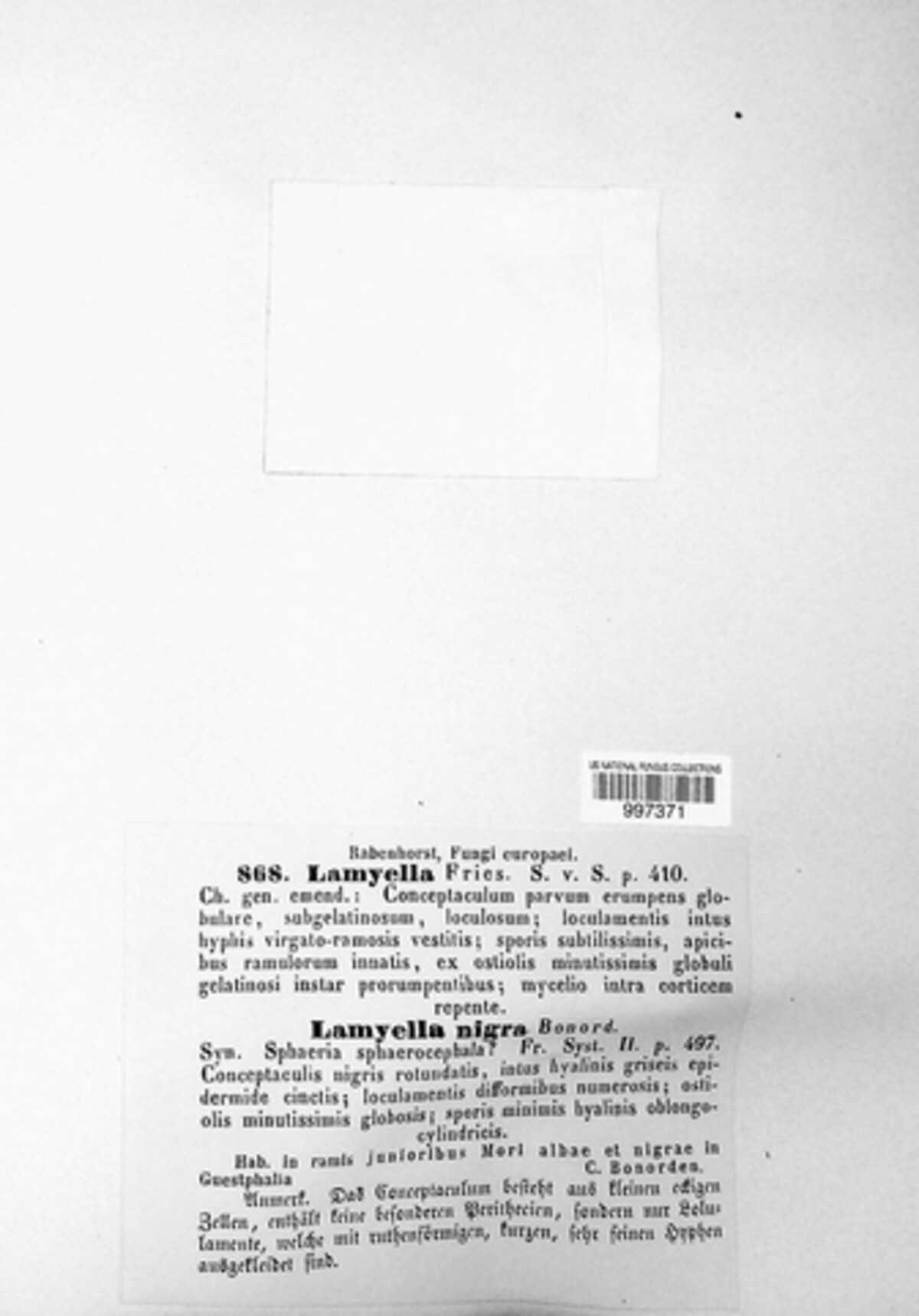 Lamyella image